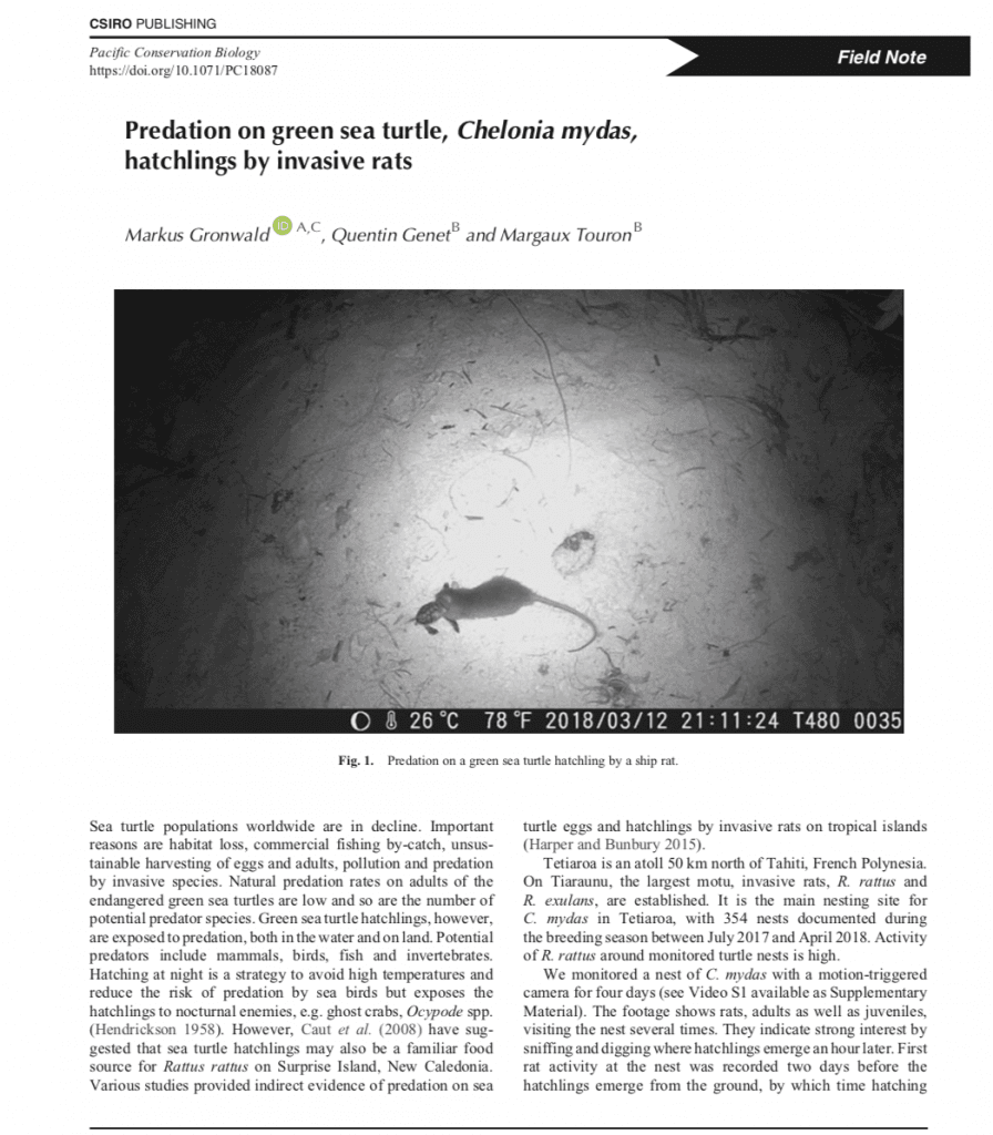 Predation on green sea turtle, Chelonia mydas, hatchlings by invasive rats