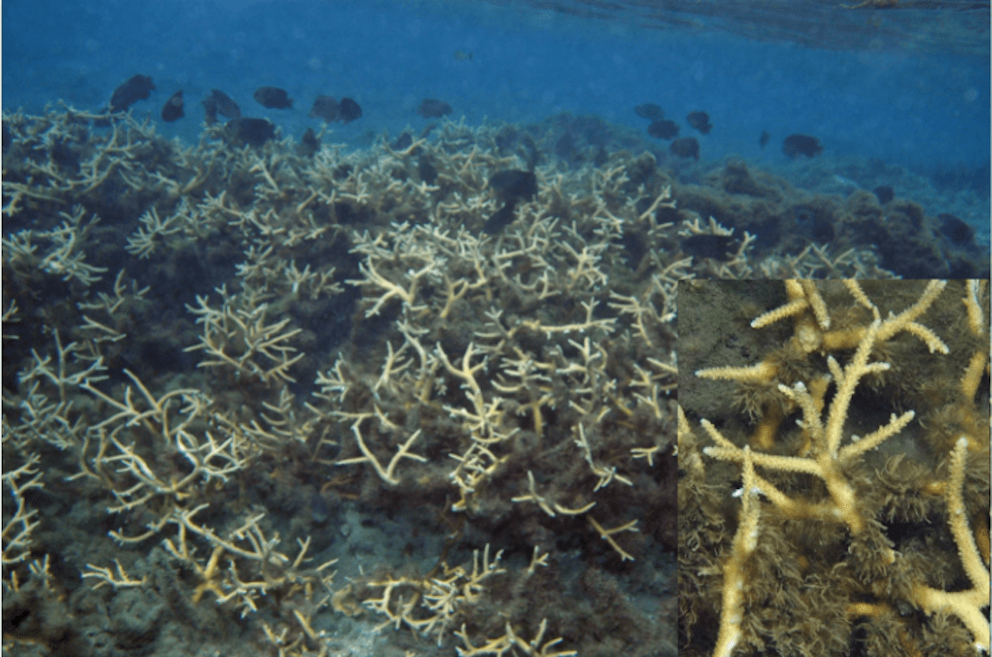 Staghorn coral is the most abundant and important group of corals in the reef. It is sensitive and fragile.