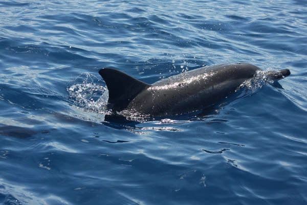 Spinner dolphins are very social animals, and form groups of 20 to 25 individuals.