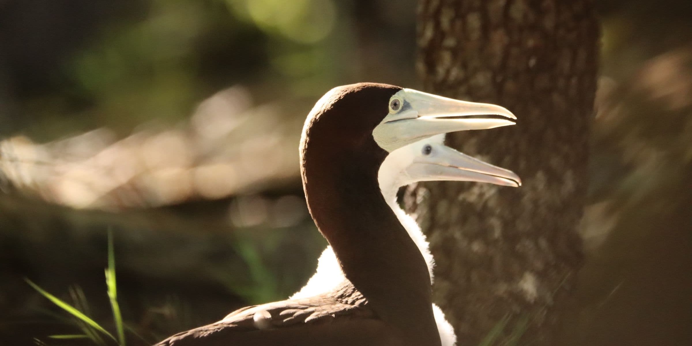 brown boobie adult and chick