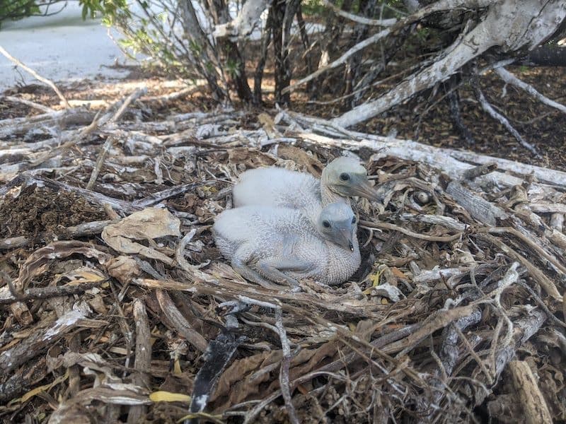 booby chicks