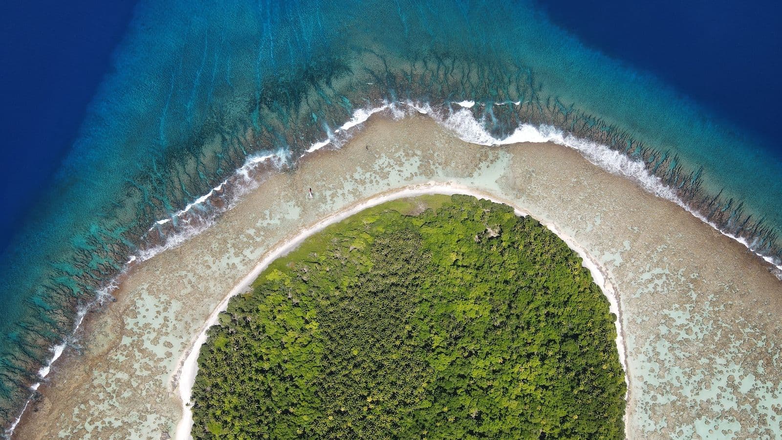 coconut palms on the motu