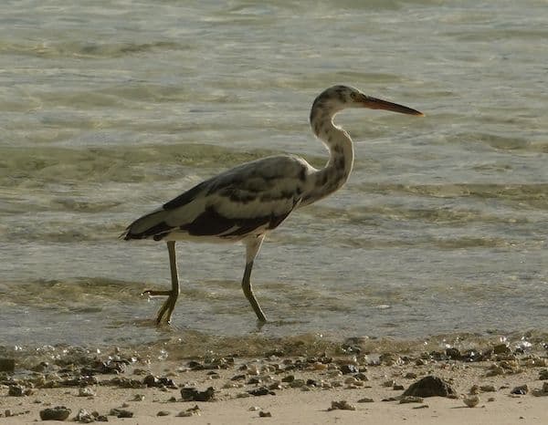 mottled reef egret
