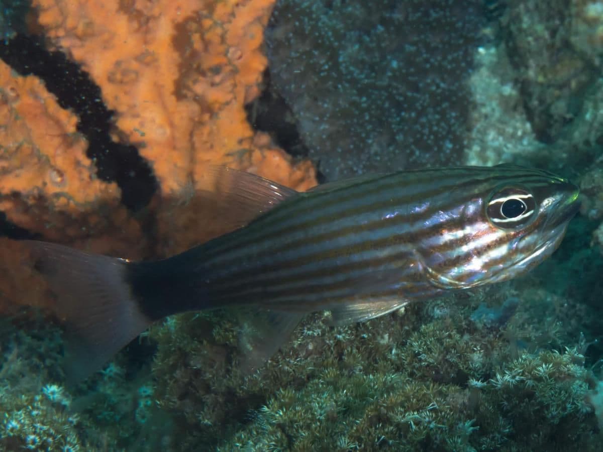 It eats small fish, worms, and invertebrates.