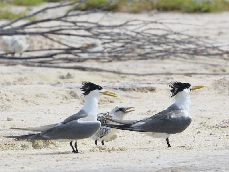 crested tern family