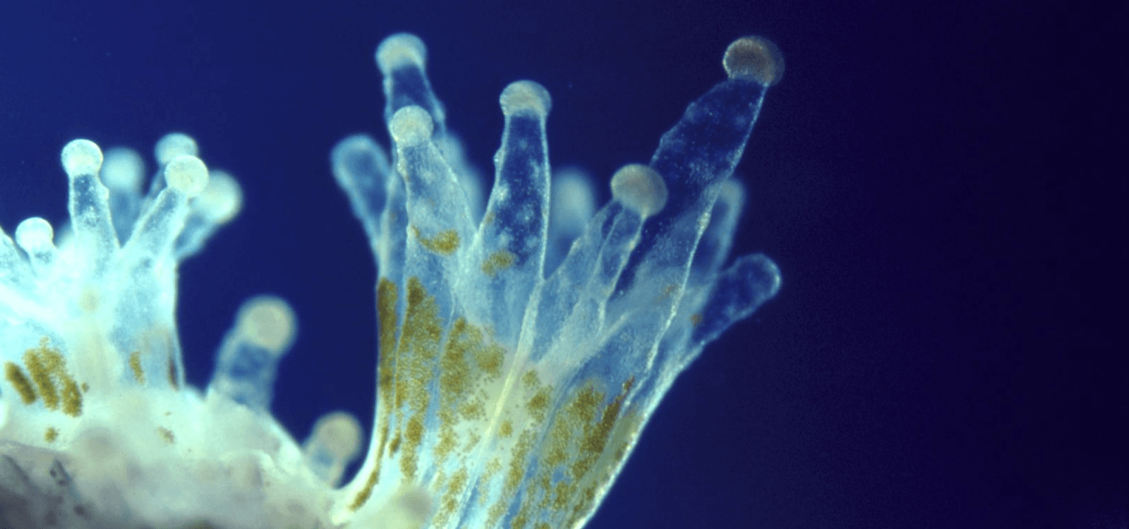 zooxanthellae are transparent
