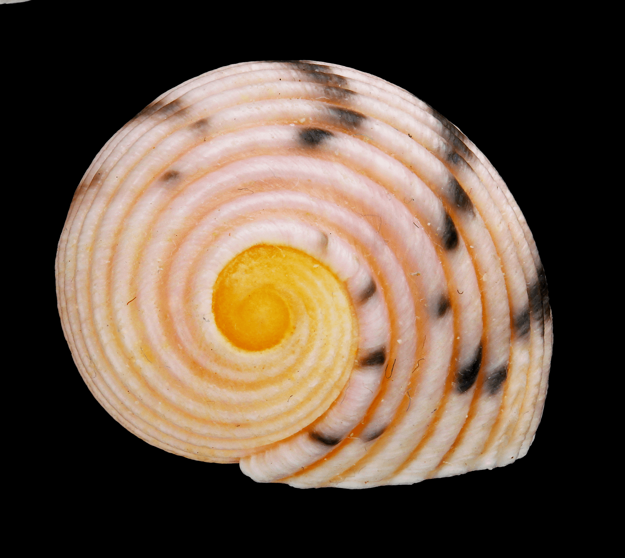 empty shell