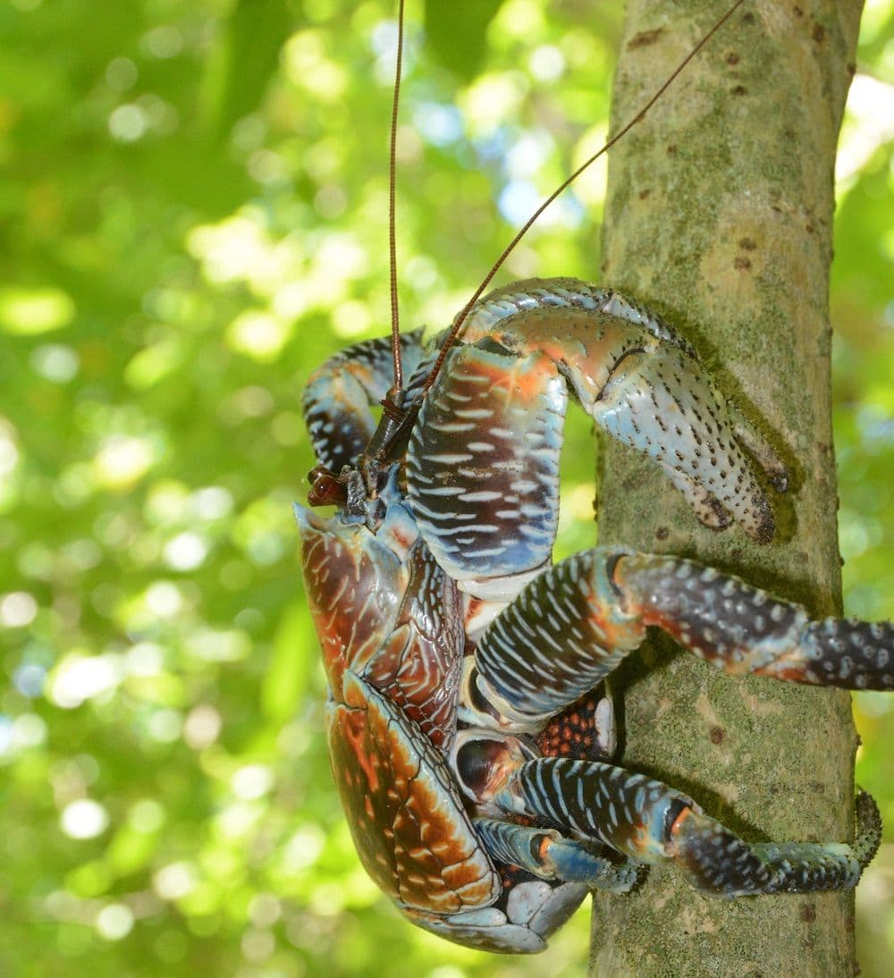 kaveu on a tree