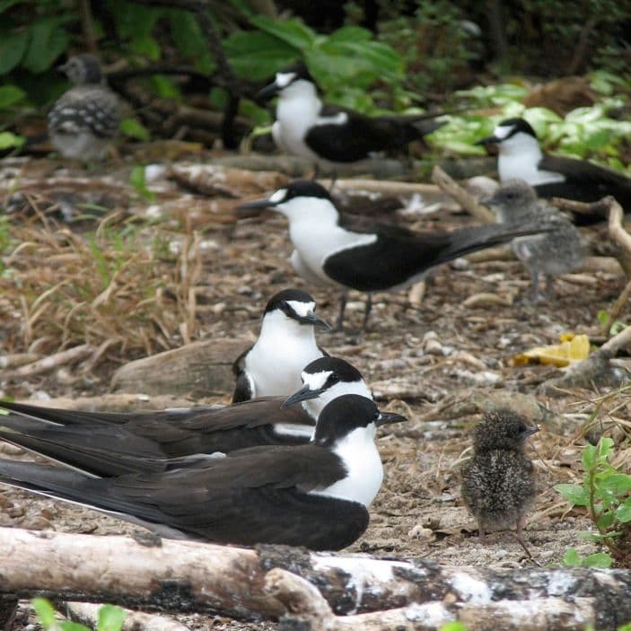 Sooty Tern adults
