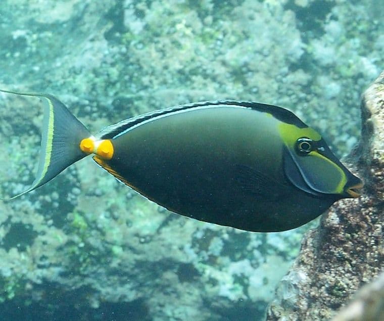 unicornfish
