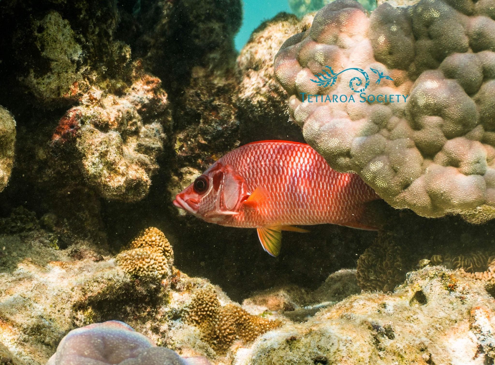 Giant squirrelfish