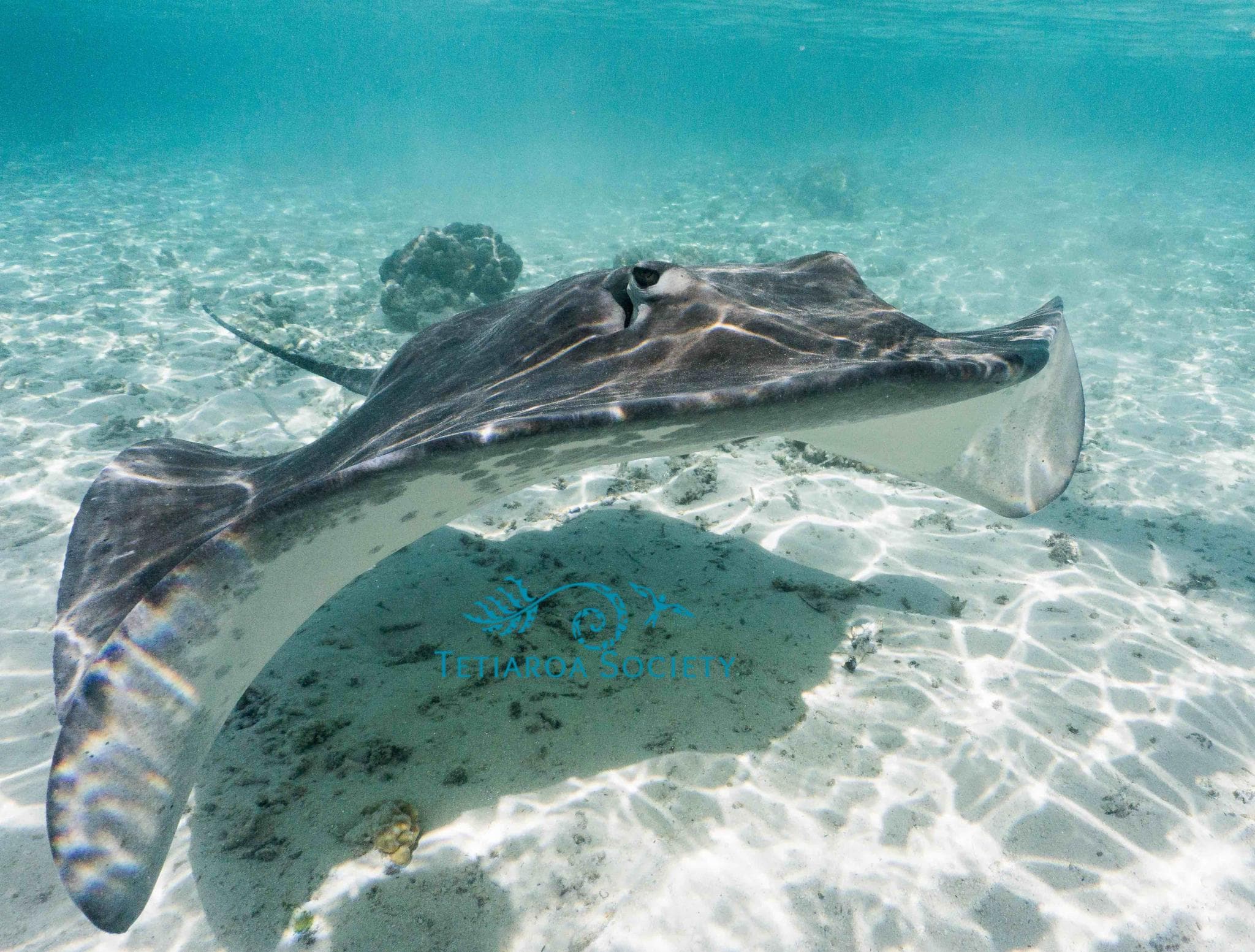 It usually rests on sandy bottoms adjacent to reefs and feeds on crustaceans and probably small fish.