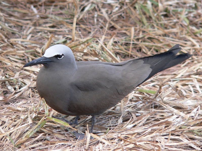 Brown Noddy adult