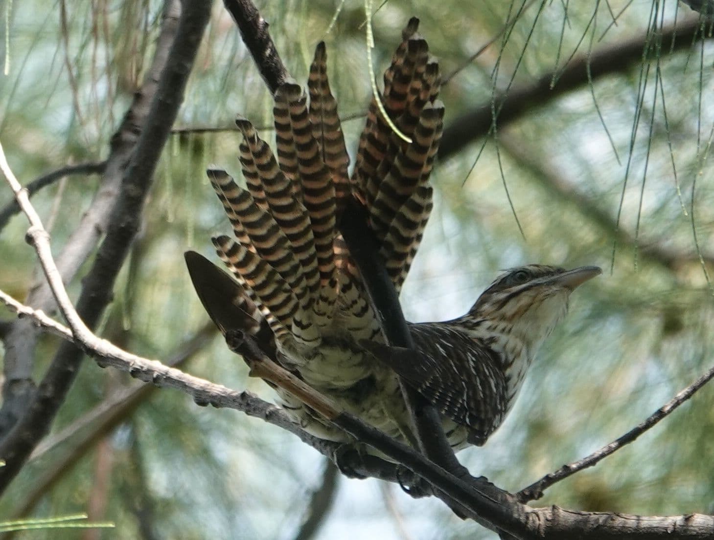 Its distinctive loud screech that is often heard before rain earning it the name “bird of the rain”.