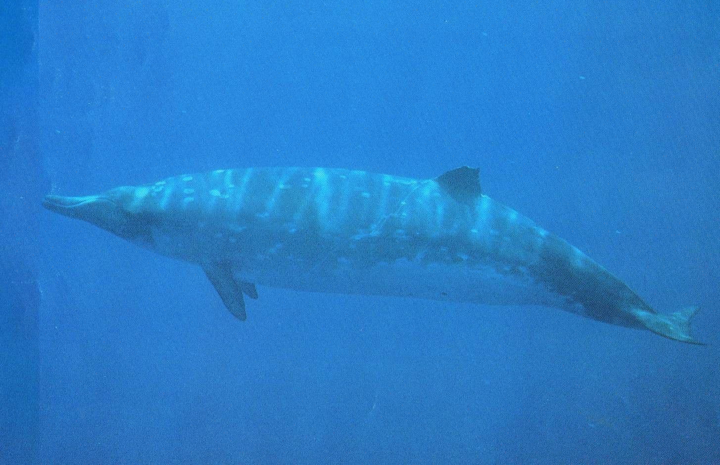 Like other beaked whales, these whales are deep divers. Regular dives range from 20-45 minutes