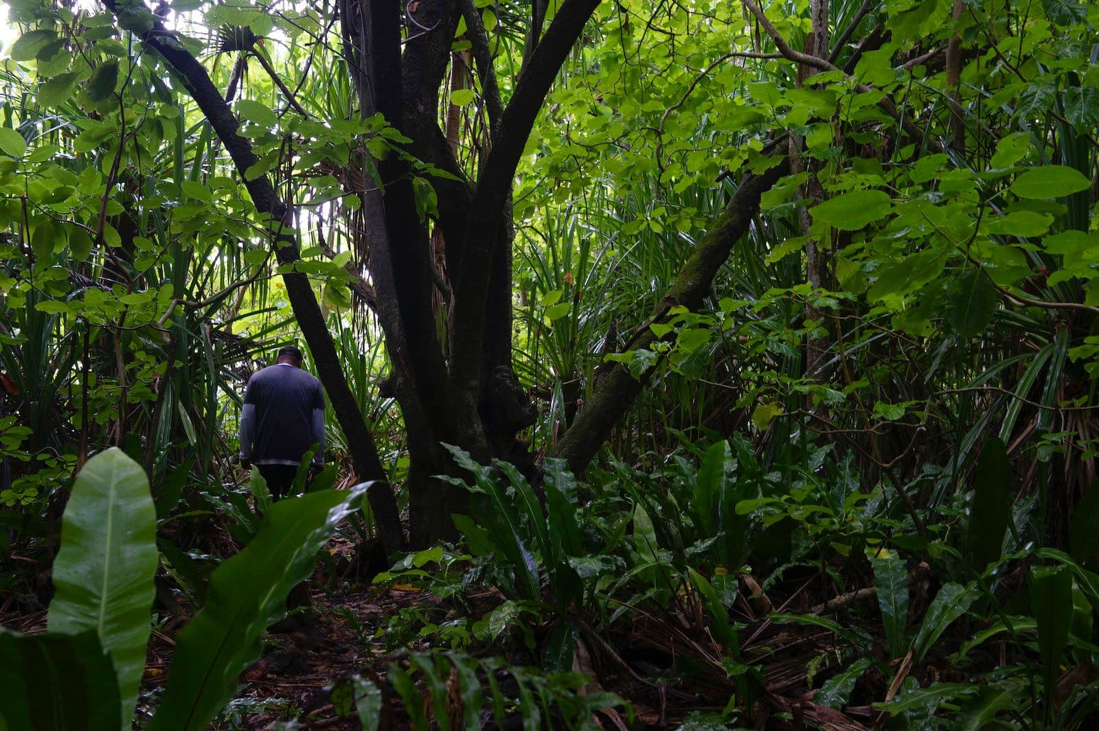 mixed forest