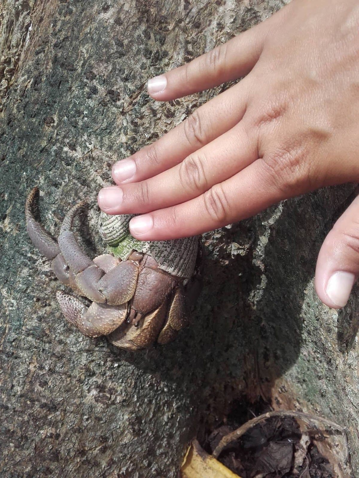 The Indonesian hermit crab is an omnivore and detritivore and can feed itself with both plant debris and animals.