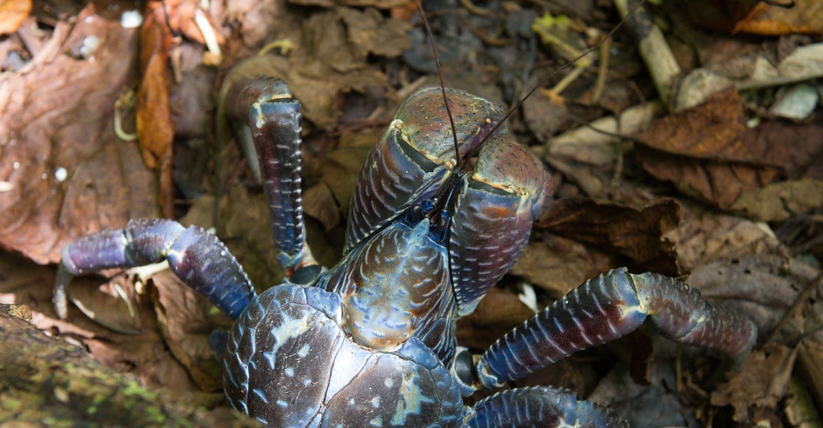 coconut crab