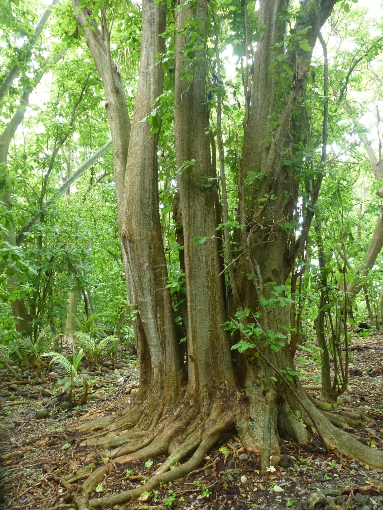 A huge tree
