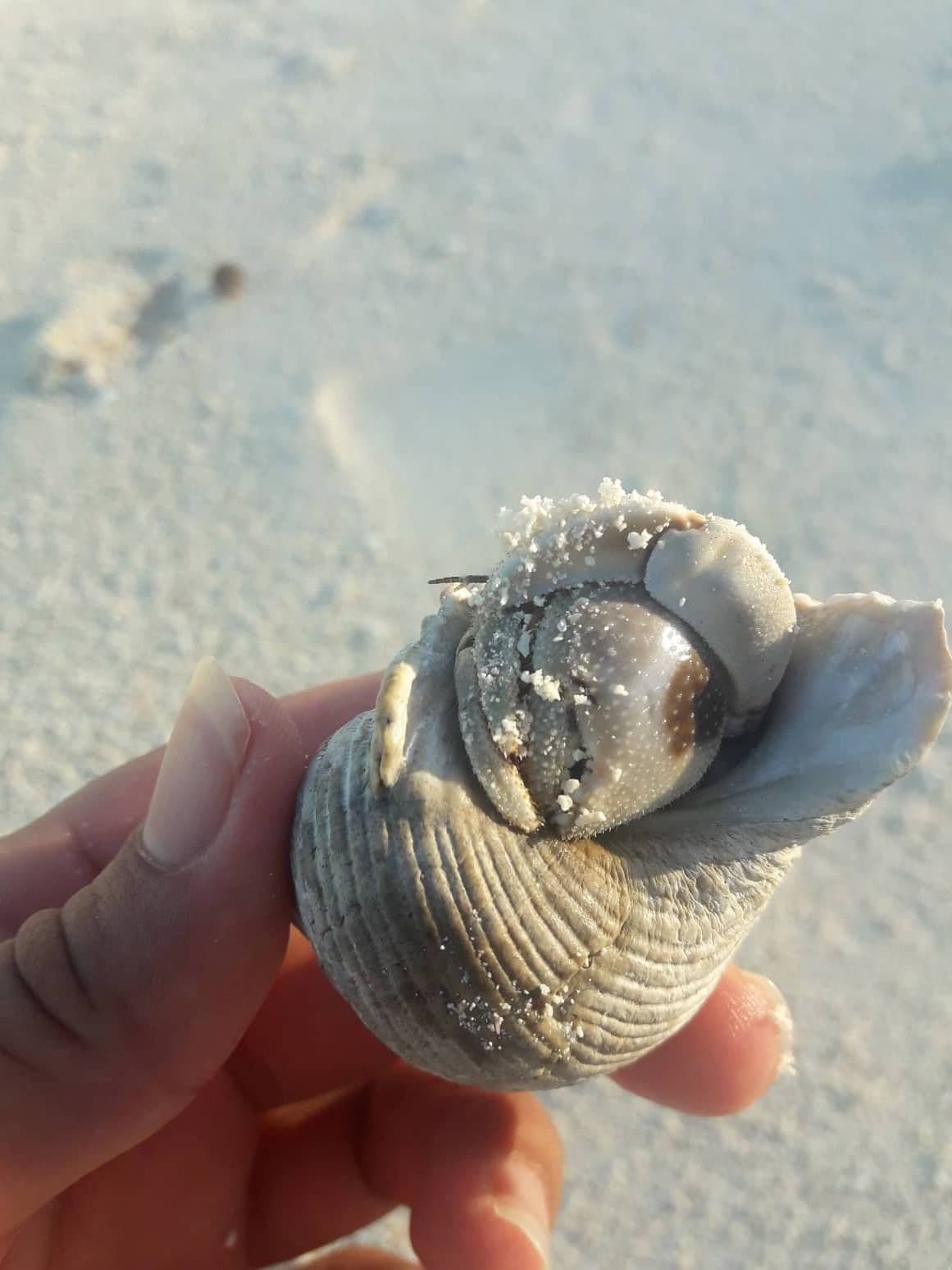 We find this crab on the beach or on the inside of the motu.