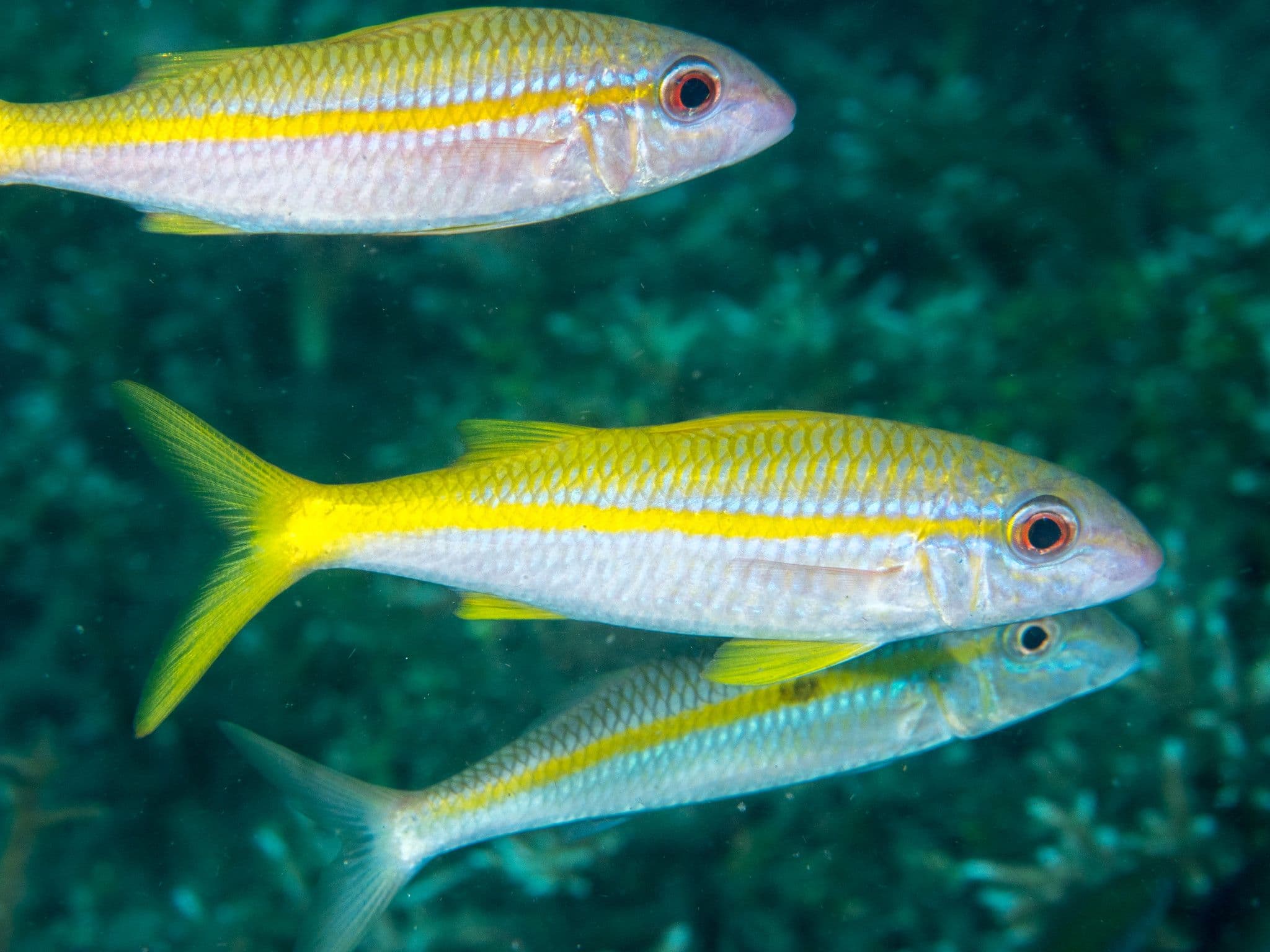 'Ouma have small 'mustaches', which are sensitive olfactory barbels that it uses to uncover small prey in the sand.