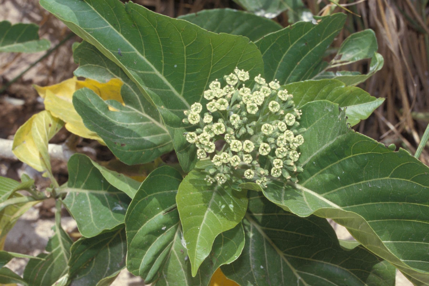 pisonia flower