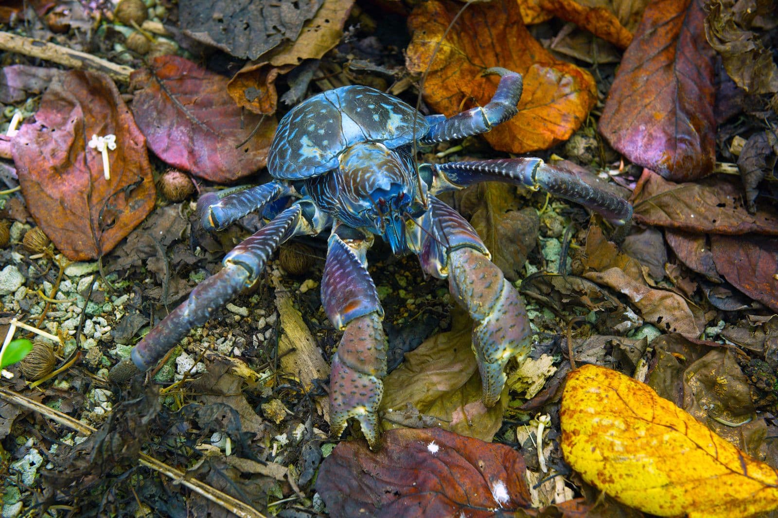 Coconut crabs can open a coconut by crushing the shell.