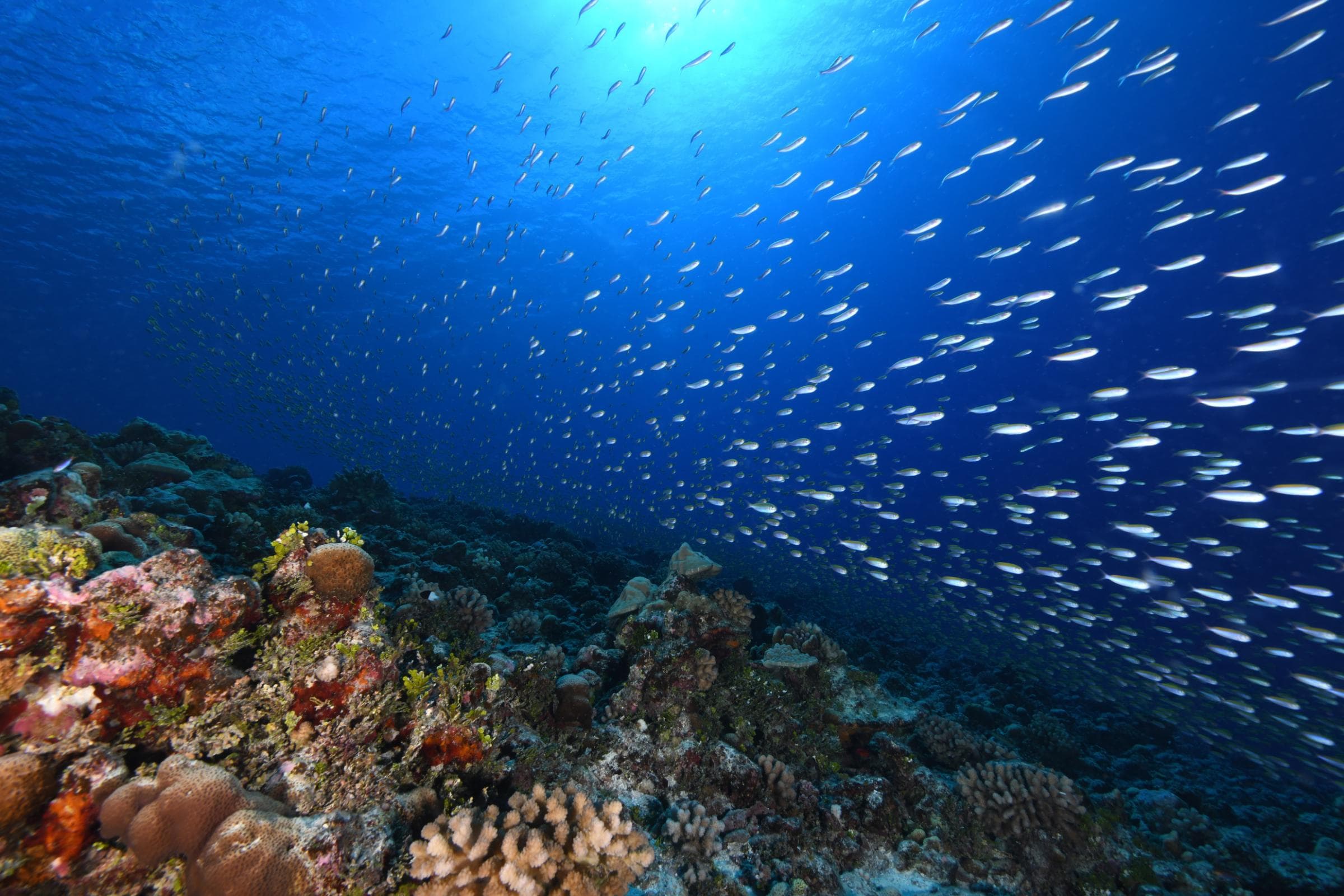 Marine Protected Area