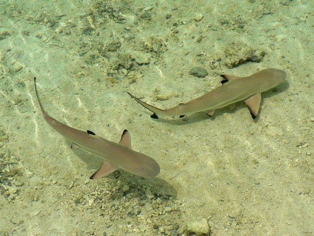 Shy and capricious, the Black-tip Shark is difficult to approach and rarely represents a danger to humans.