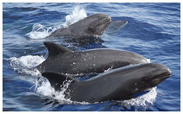 Melon-headed whales are present in Society, Marquesas, and Austral archipelagos.