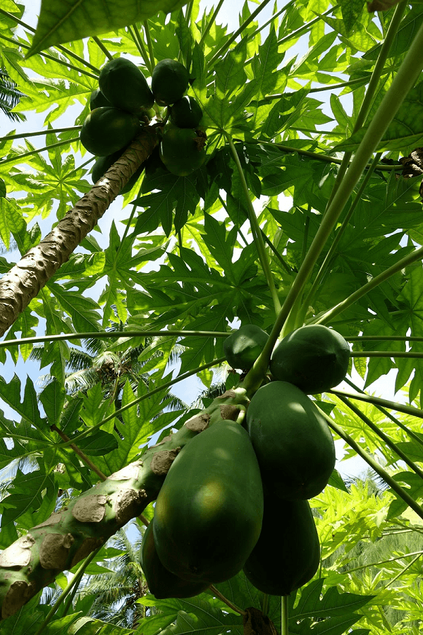 The papaya tree is an evergreen dicotyledonous plant.