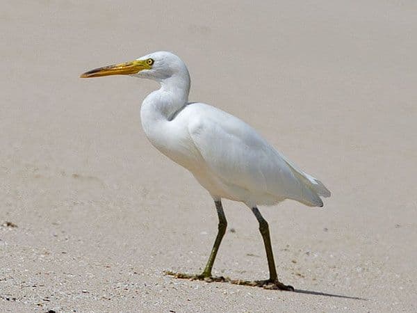 white reef egret