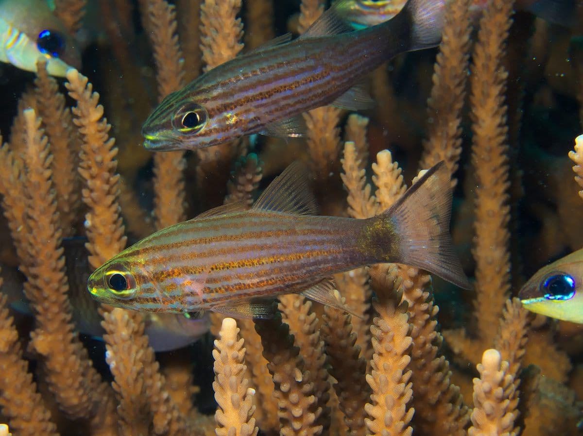 It lives in clear and calm water in sheltered reefs and lagoons.