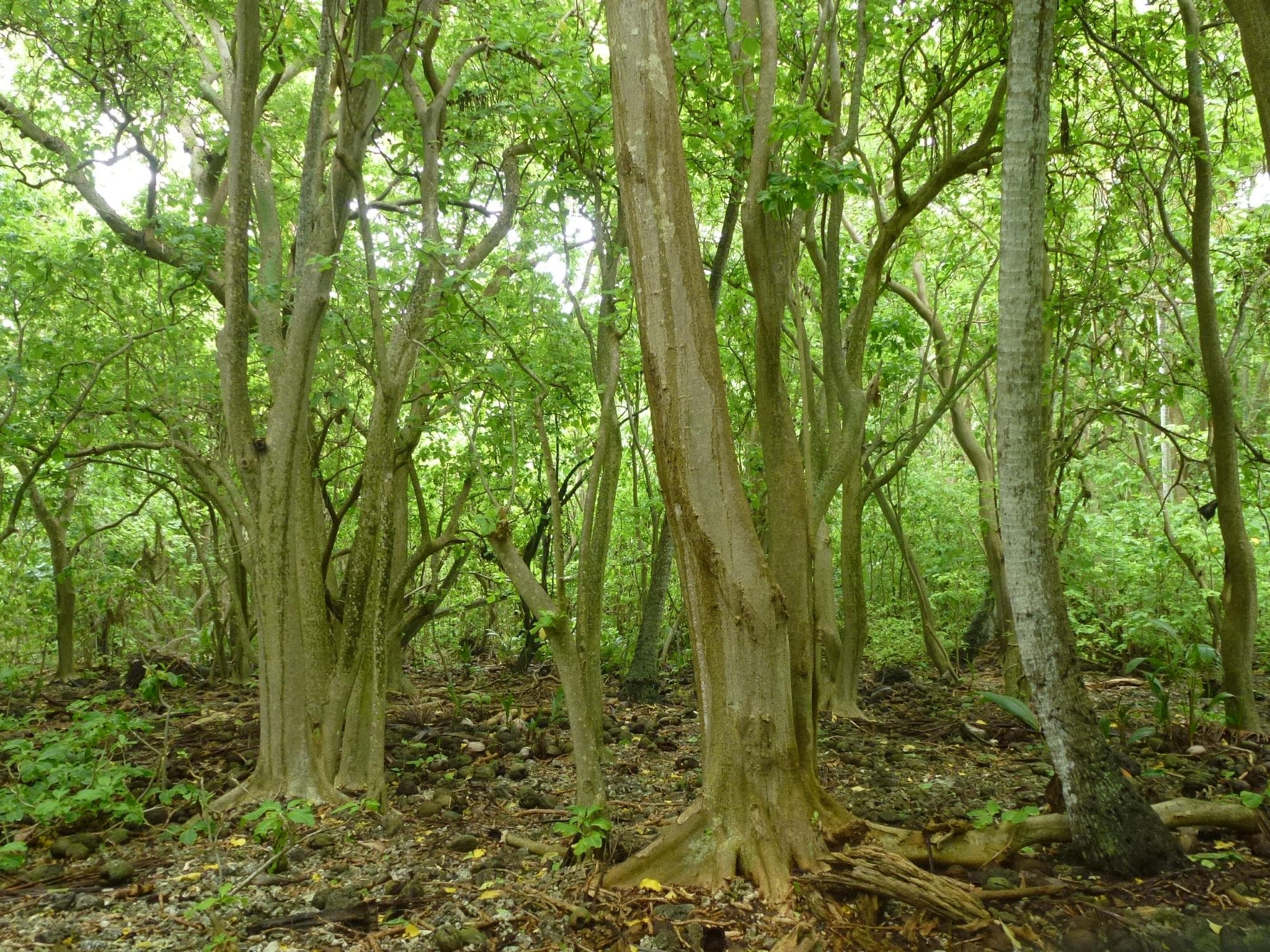 Cabbage tree forest on Motu Reiono