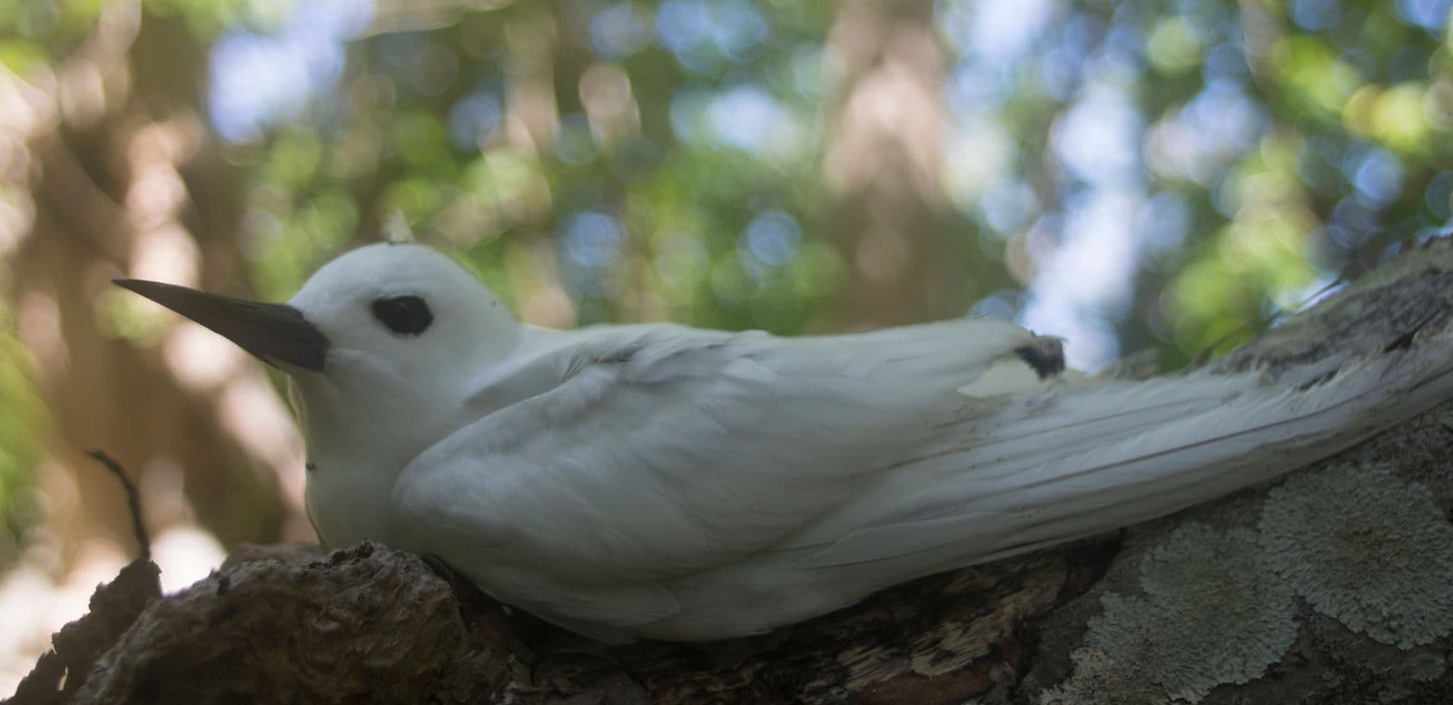 white tern on motu Onetahi