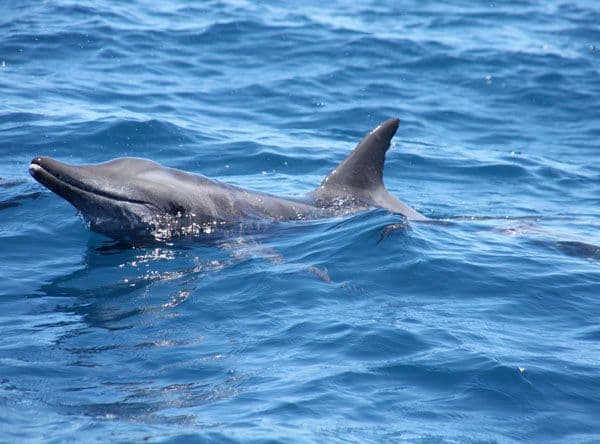 They feed on a large range of fish and cephalopods.