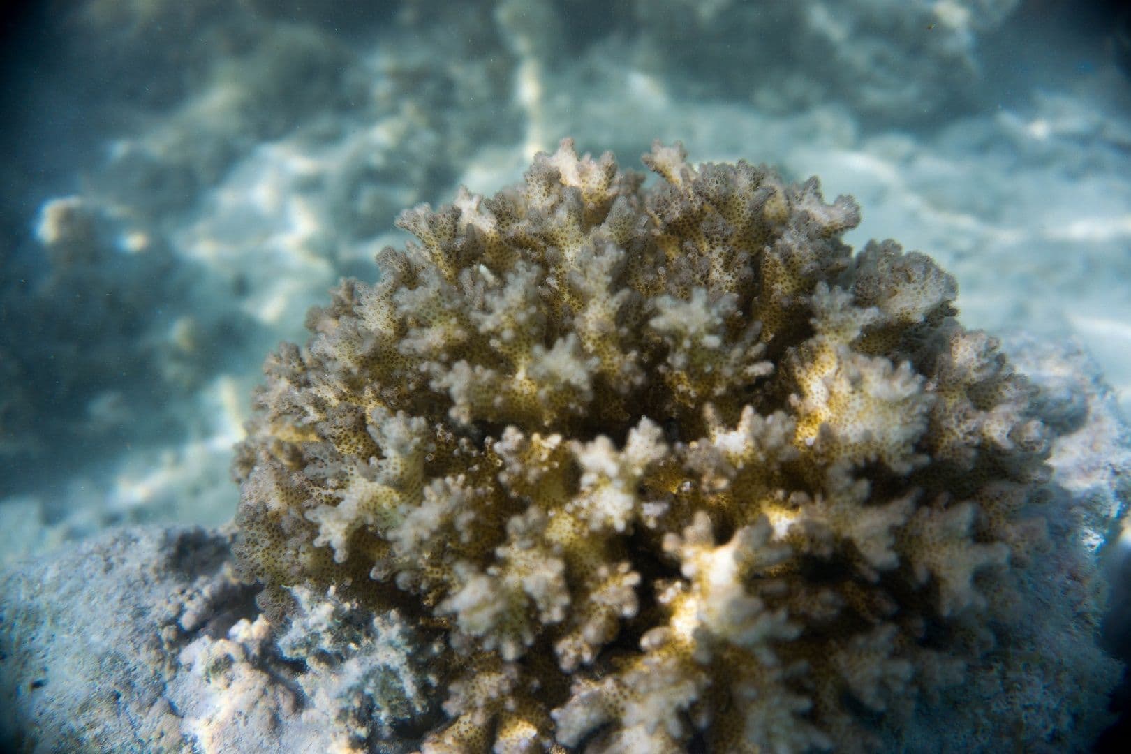 The knob-horned coral is a red-rose branching coral with “warts” of different sizes.