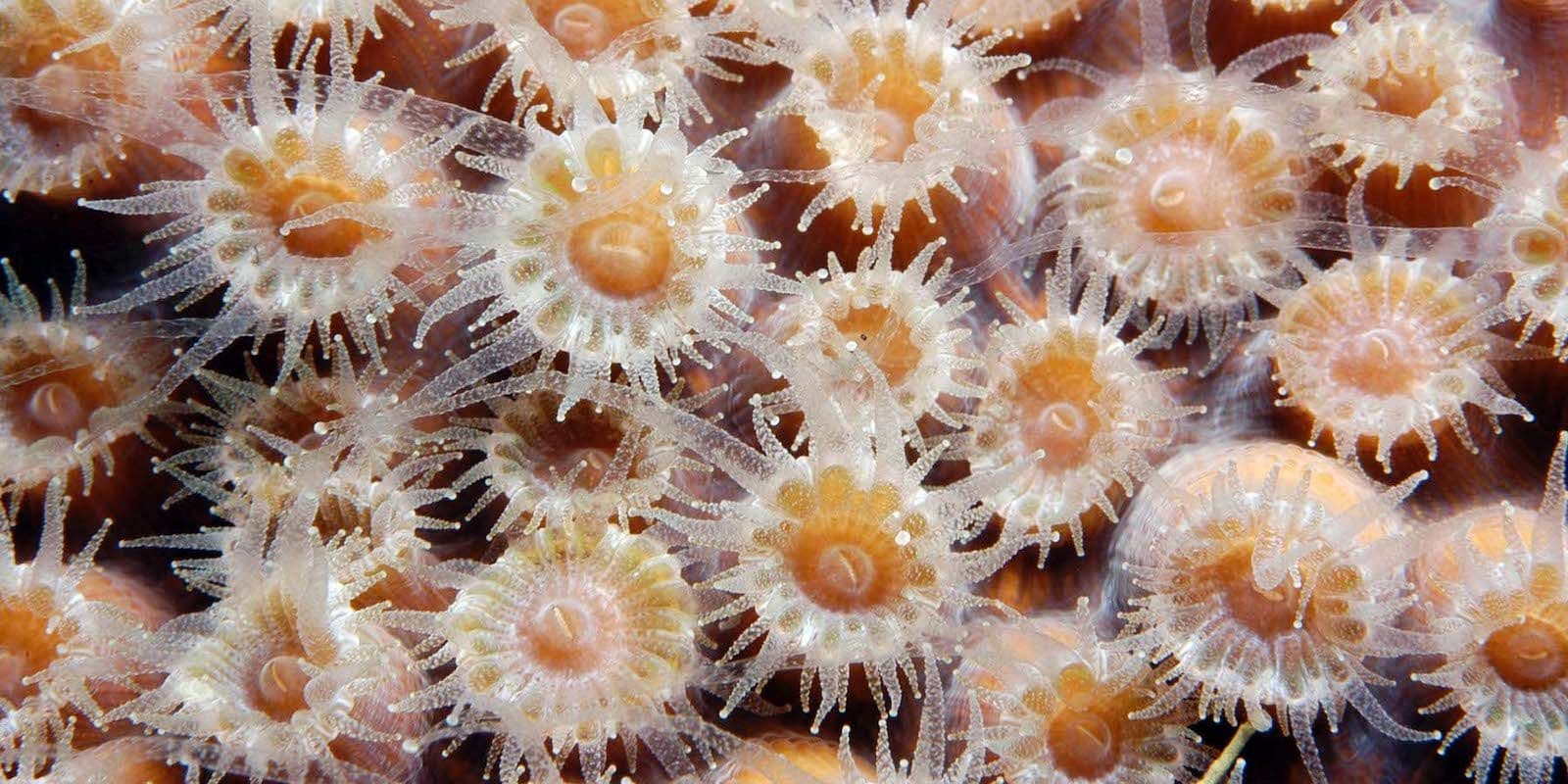 coral