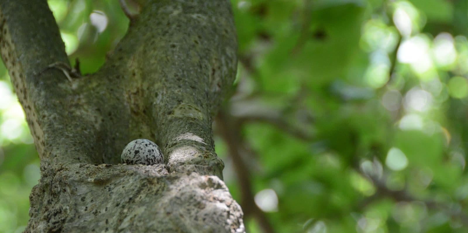 white tern egg