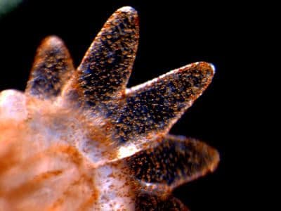 symbiodinium