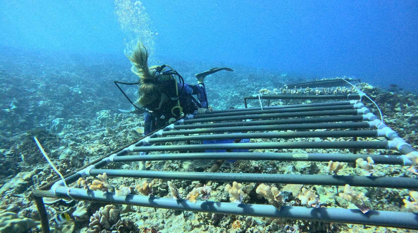 checking the growth of the corals