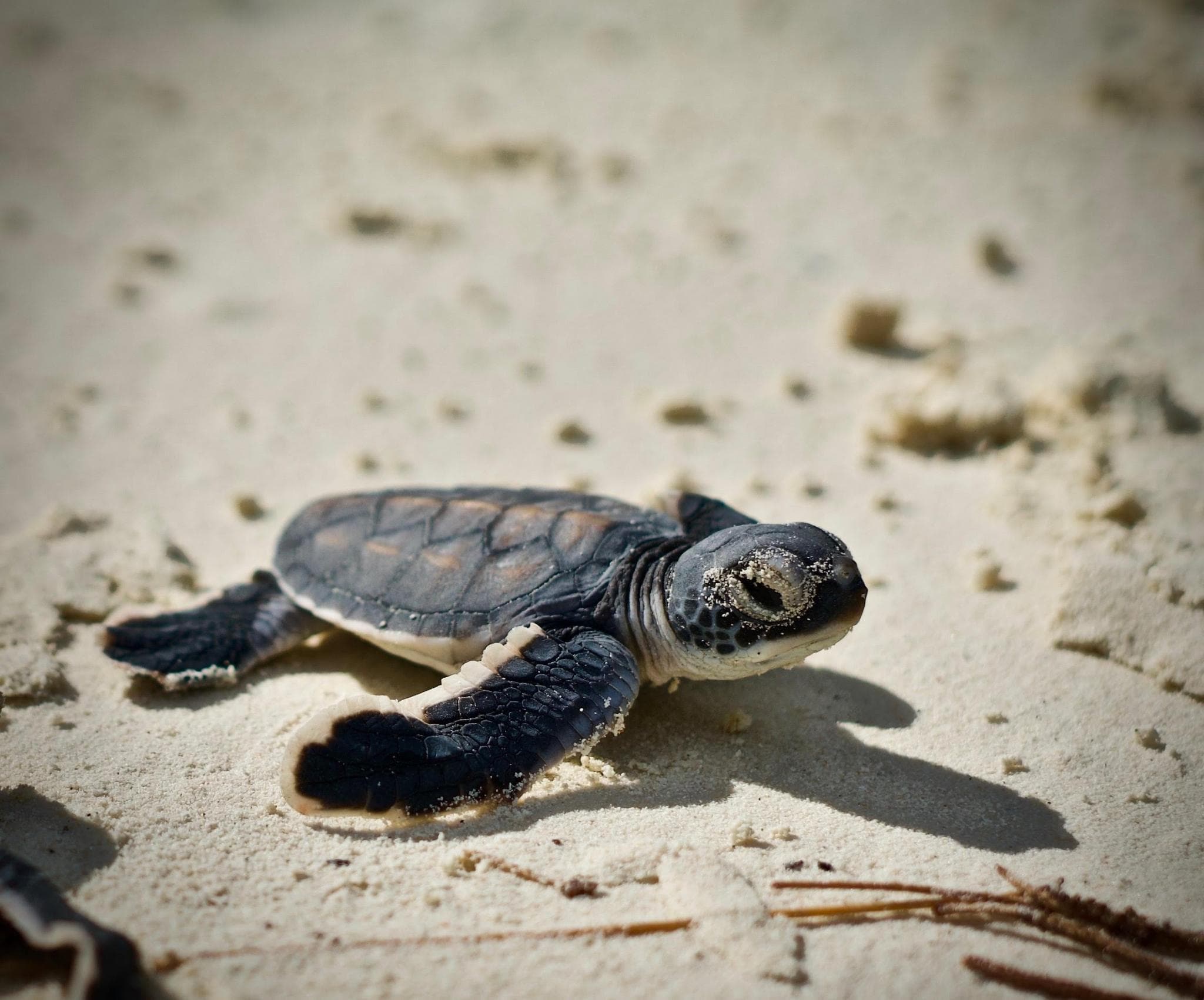 Juvenile Green turtle