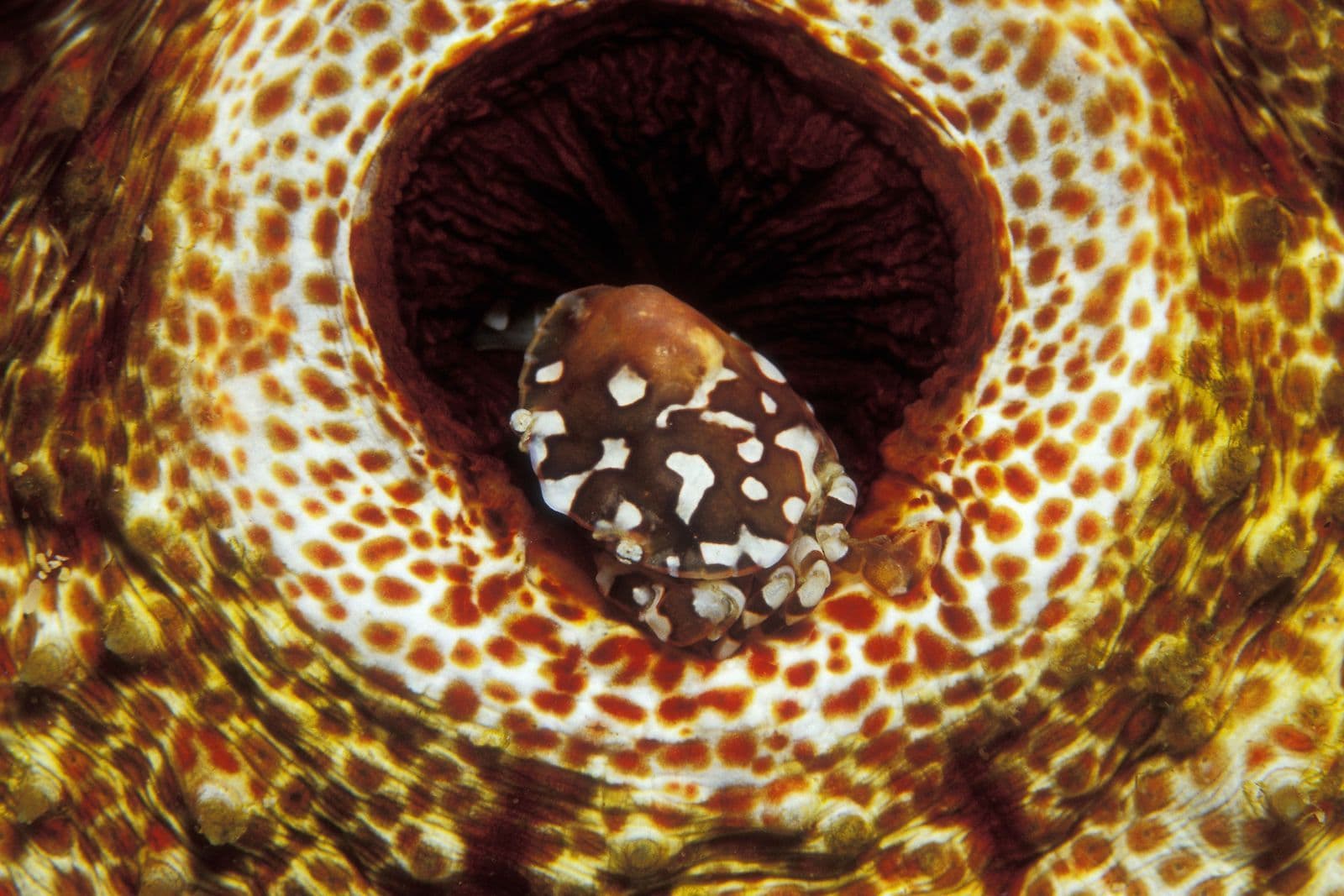 little crab cleaning the sea cucumber