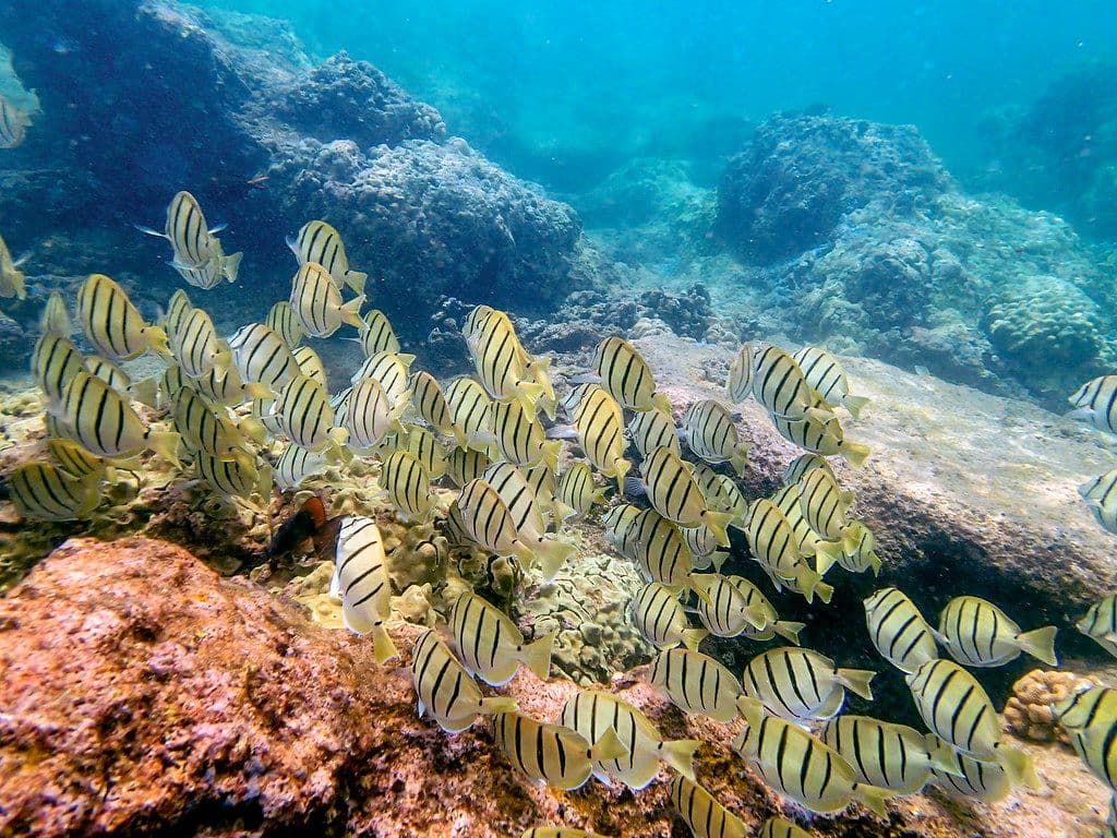 school of manini