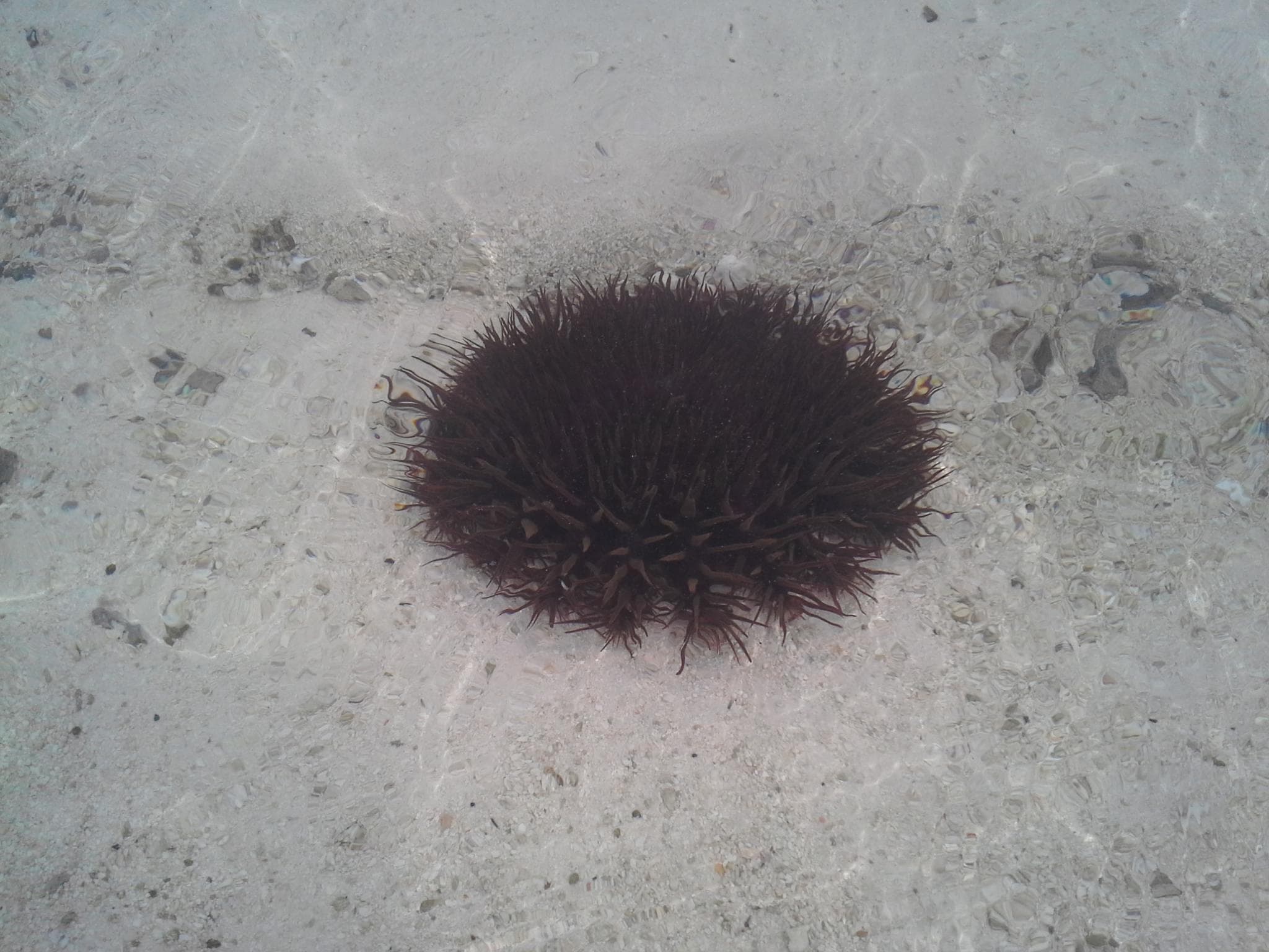 An increase in the number of crown of thorns has been attributed to the decimation of its chief predator, the Pacific triton, by shell collectors.