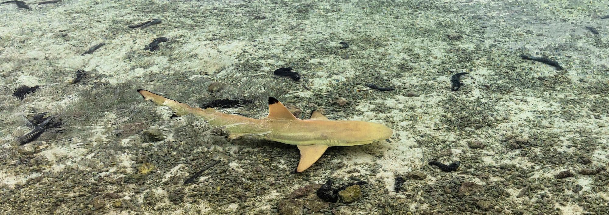 baby blacktip in the tetiaroa lagoon