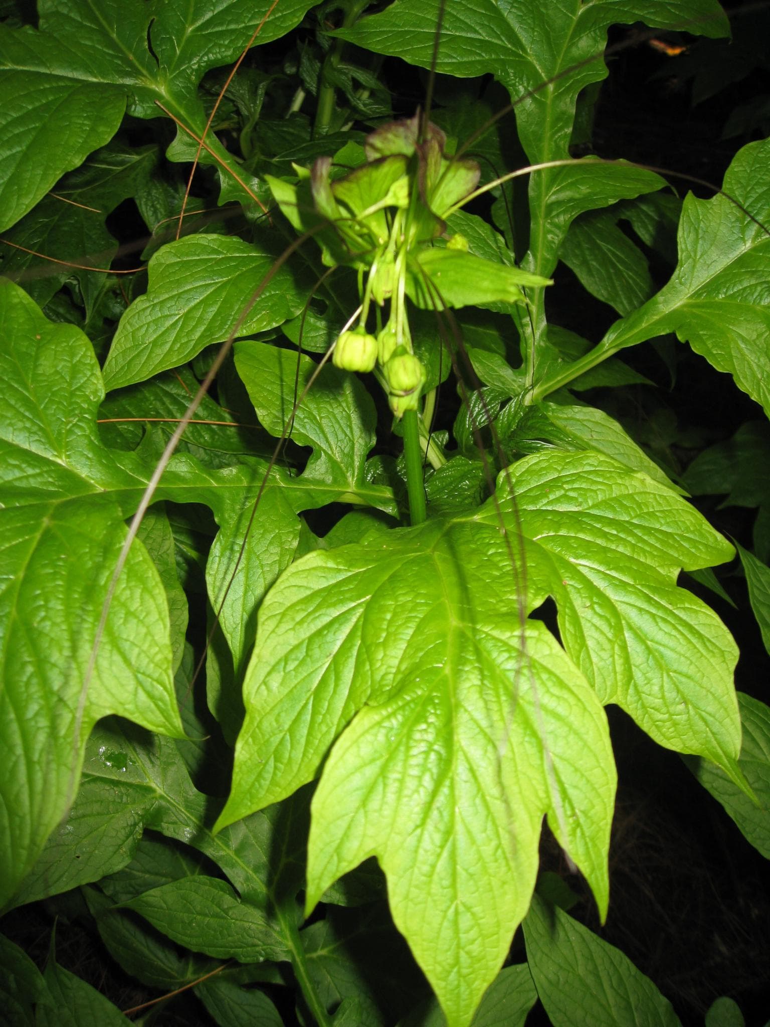 Polynesian arrowroot