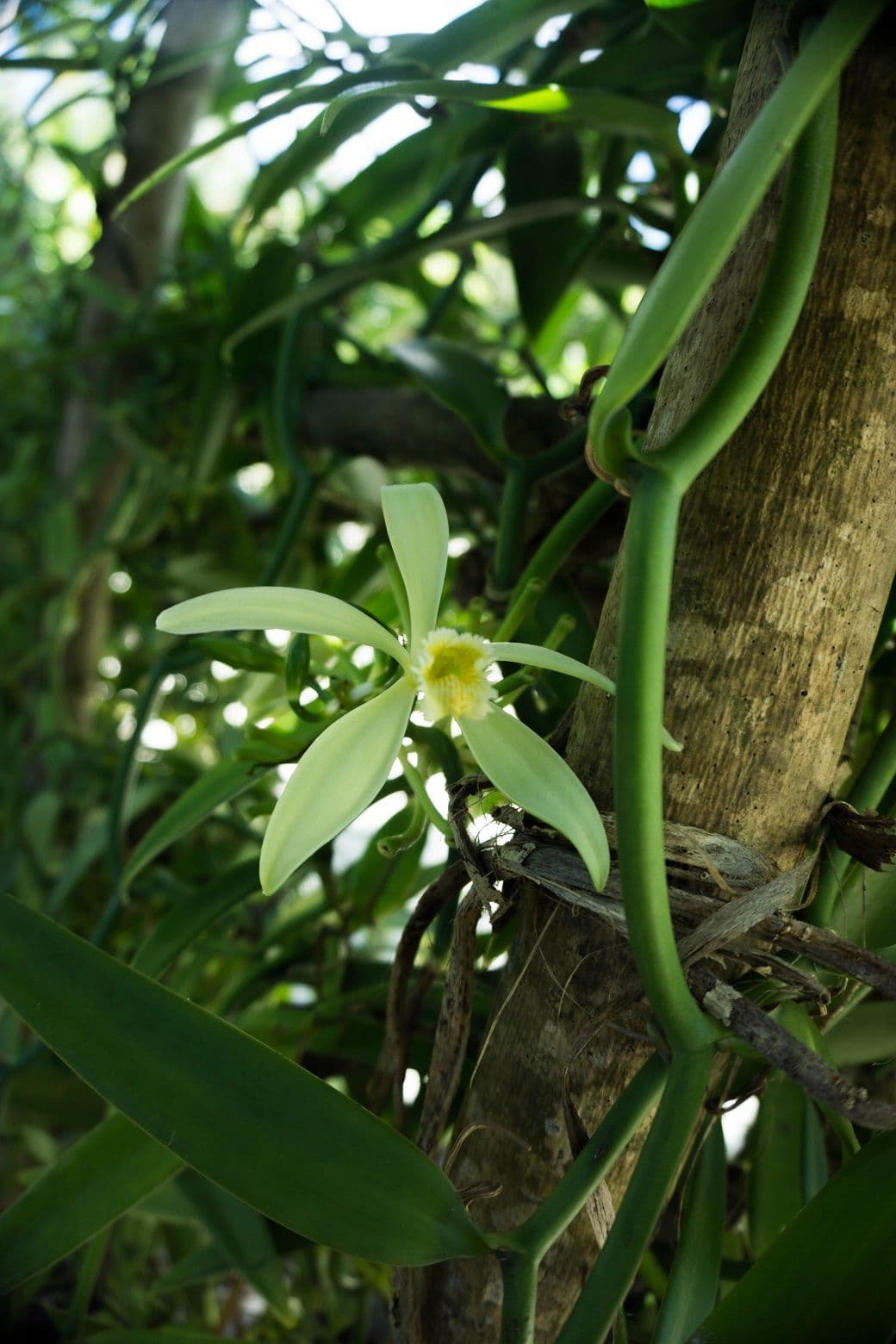 Each married flower produces one vanilla pod.