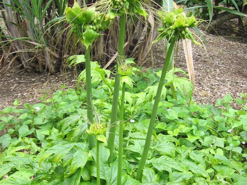 Fruits on long stalks