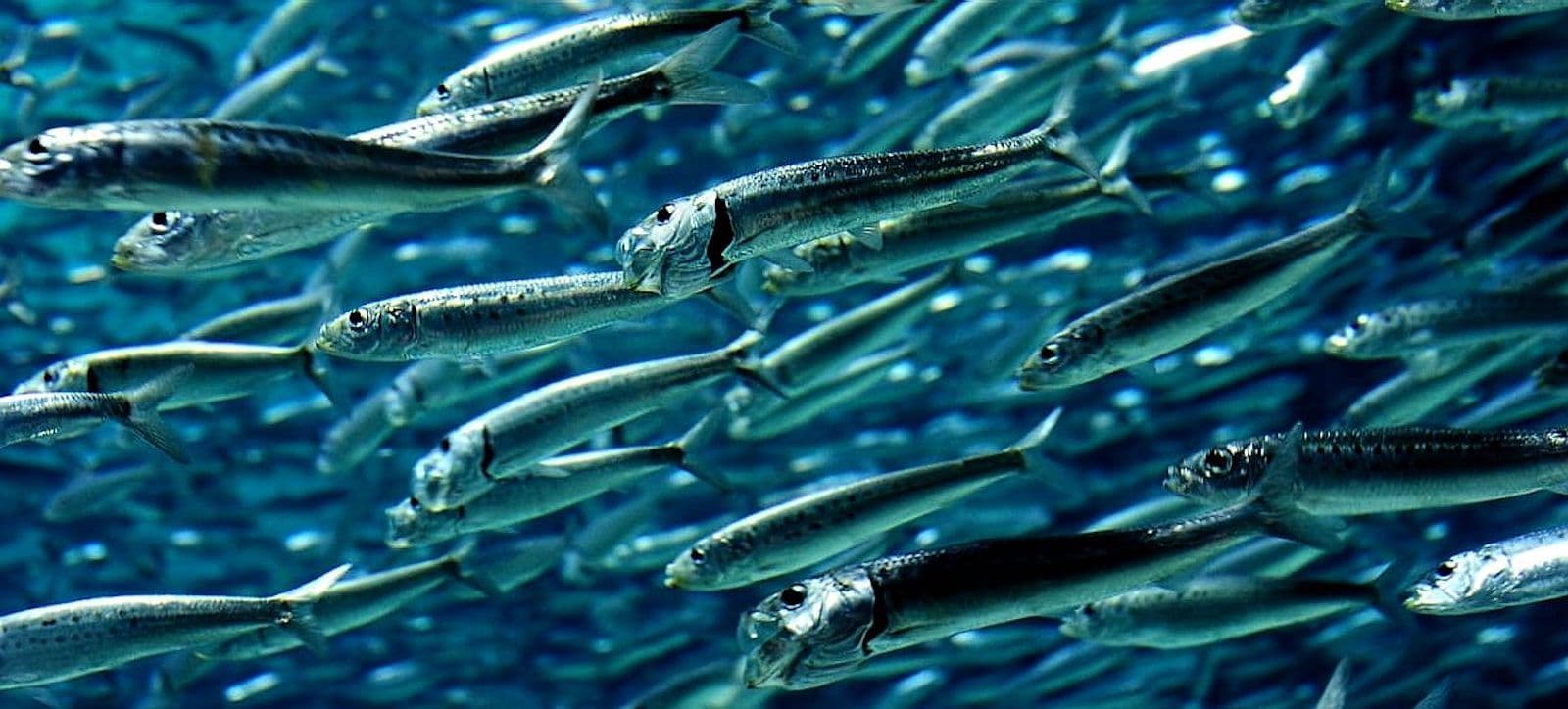 lanternfish